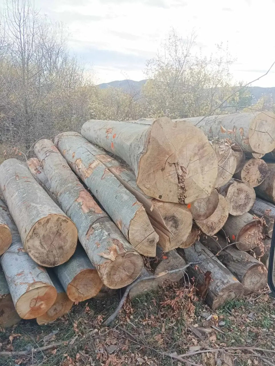 DeWatermark.ai_1738387833610