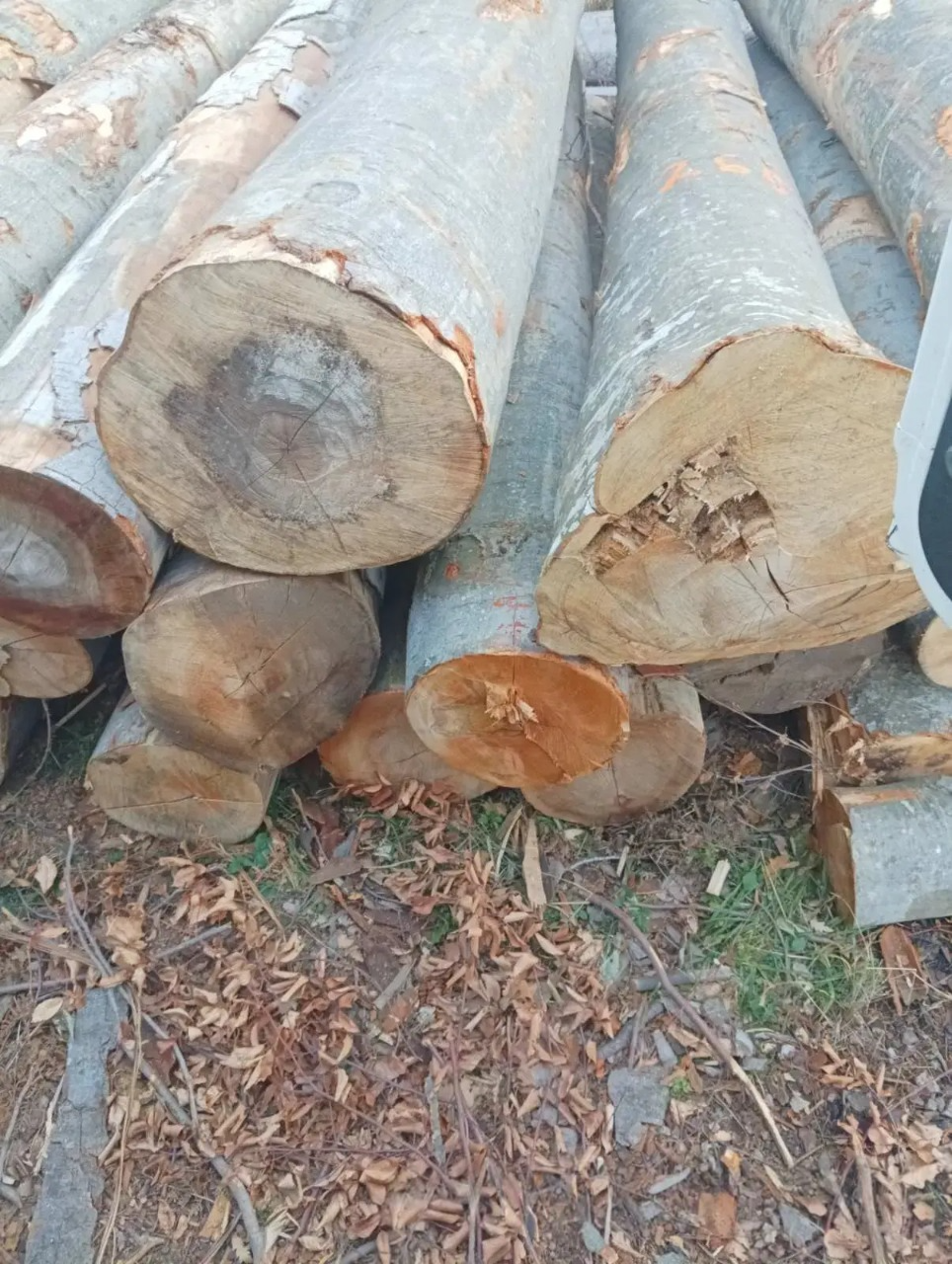 DeWatermark.ai_1738387923468